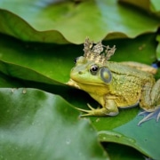 L’histoire de la grenouille qui était sourde