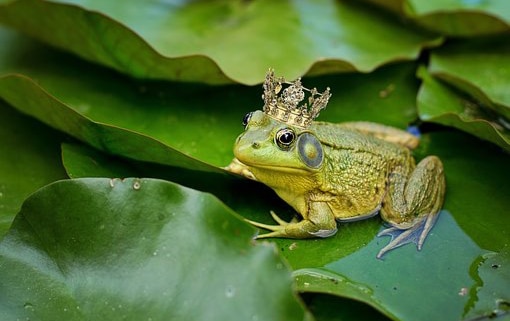 L’histoire de la grenouille qui était sourde